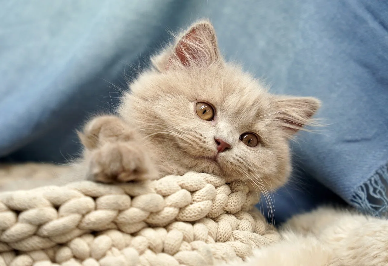 british shorthair, kitten, domestic animal, cat, animal, wellness, british longhair, pet, filomena, lilac